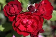 大红玫瑰花绽放图片