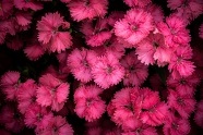 粉红色的雏菊图片