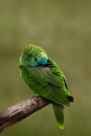 绿色鹦鹉鸟图片