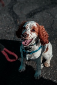 短毛可卡犬图片