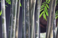 绿色竹子枝干图片