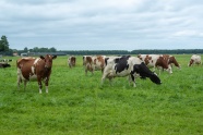 草原放牧牛群图片