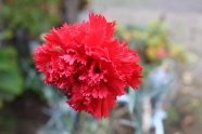 高清红色花朵摄影图片
