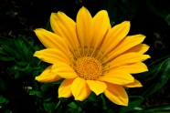 灿烂黄色菊花花朵图片