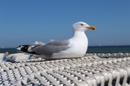 海岸悠闲海鸥图片