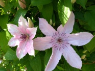 粉色铁线莲花朵图片