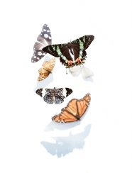 干蝴蝶标本图片