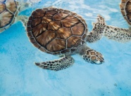 海底玳瑁海龟图片