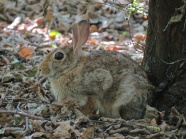 树林灰色野兔图片