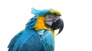 蓝色鹦鹉头部图片