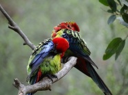 南澳大利亚鹦鹉图片