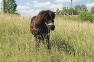 草丛里棕色马匹图片