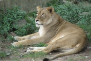 非洲野生母狮子图片