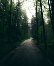 绿色树林大道风景图片