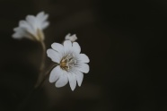 黑色背景白色花朵图片