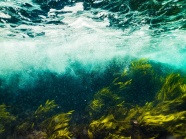 海底自然风光图片