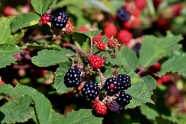 野生黑莓水果图片
