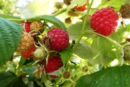 成熟红山莓图片