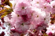 粉色大朵樱花图片
