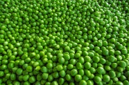 绿油油豌豆图片