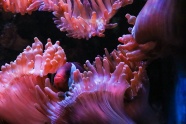 红色海葵图片