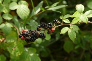 野浆果黑莓图片
