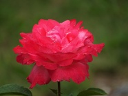 红玫瑰花朵灿烂图片