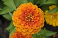 橙色百日草花朵图片