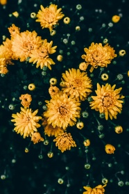 秋天黄色菊花图片