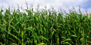 农场玉米地风景图片
