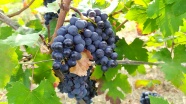 黑色葡萄水果成熟图片