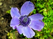 紫色海葵花朵图片