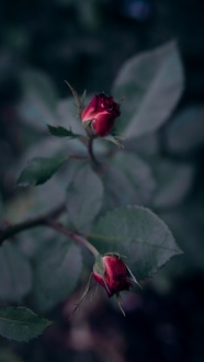 红玫瑰花骨朵图片
