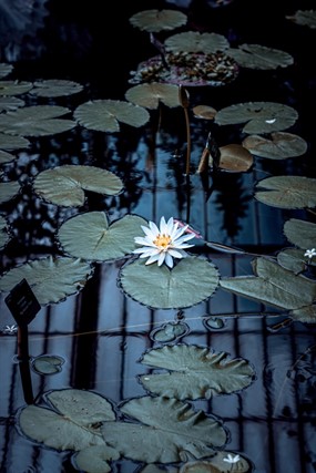 白莲花图片 白莲花设计素材 站长素材