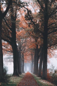 秋季树林落叶意境图片