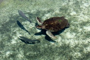 海底乌龟图片