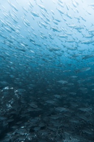 蓝色深海鱼群图片