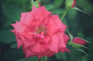 唯美红玫瑰花朵微距摄影