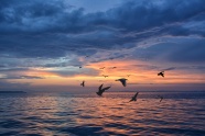 黄昏海鸥图片