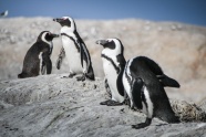 可爱南极企鹅高清图片