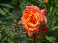 雨后鲜艳玫瑰花朵图片