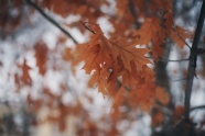 秋天唯美红色树叶图片