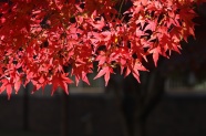 高清秋天红枫叶图片