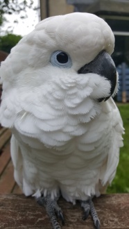 白色凤头鹦鹉图片欣赏