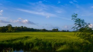 绿色稻田唯美风景图片