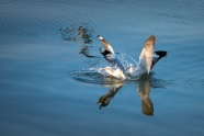 水中嬉戏的海鸥图片