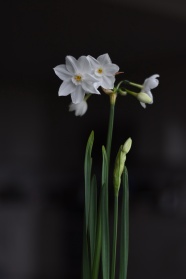 白色水仙花花朵图片