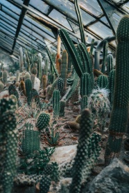 仙人掌植物园林图片