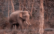一只孤独的大象图片