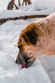 狗狗吃雪图片